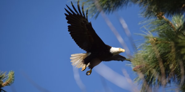 Bald Eagle