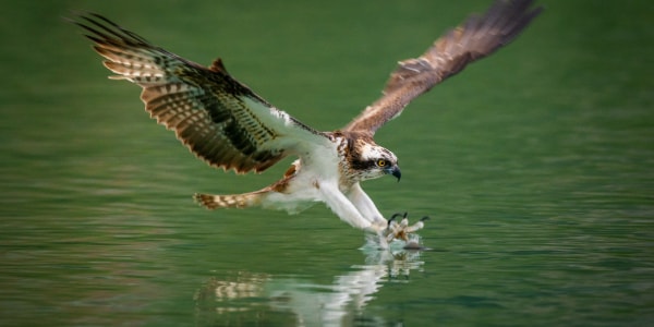 Osprey flying over the lake