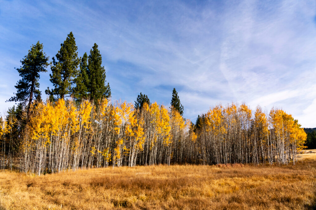 Aspen trees during Fall season in Olympic Valley